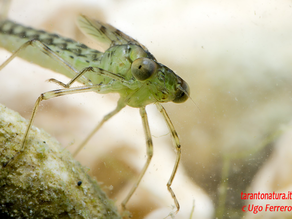 Larva di Chalcolestes viridis o parvidens